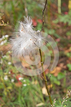 Milkweed asclepias tuberosa pod in late fall