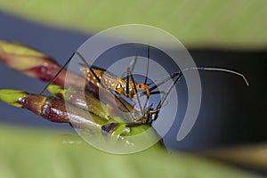 Milkweed Assassin Bug Eating A Fly