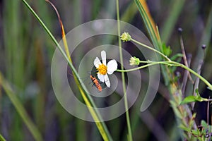 Milkweed assassin bug on a flower