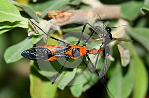 Milkweed Assassin bug with prey.