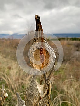 Milkweed plant gone to seed in autumn