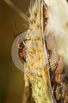 Milkweed beetle on an open seed pod in Vernon, Connecticut