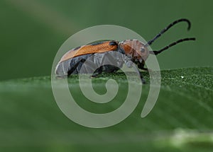 Milkweed Beetle Sits On The Milkweed Leaf
