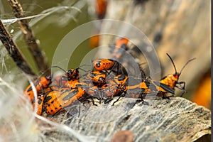 Milkweed beetles on a seed pod in Vernon, Connecticut