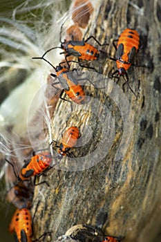 Milkweed beetles on a seed pod in Vernon, Connecticut