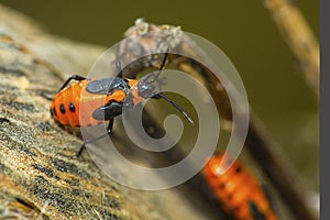 Milkweed beetles on a seed pod in Vernon, Connecticut