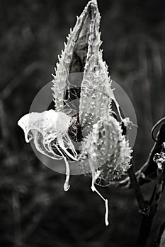 Milkweed Black And White