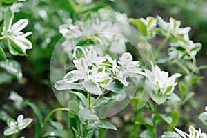 Milkweed blooms in the garde