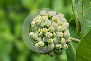 Milkweed Blossom Bud Asclepias