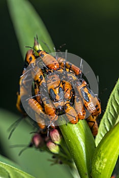 Milkweed bug