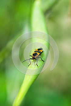 Milkweed Bug