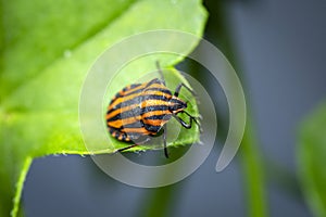 Milkweed Bug Close up