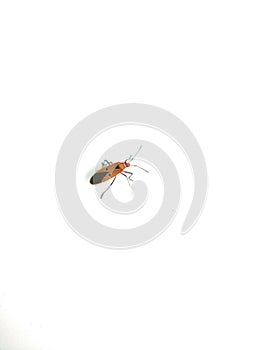 Milkweed bug, oncopeltus fasciatus, is coloured orange-red and black. It feeds on the seeds, leaves and stems of milkweed plant