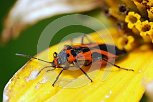 Milkweed Bug Poses for Camera