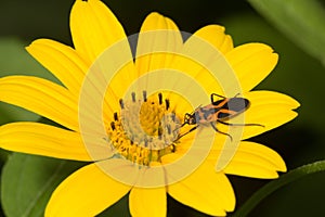 Milkweed bug on yellow petals of tickseed sunflower.