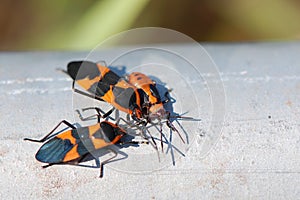 Milkweed bugs bask in sunlight