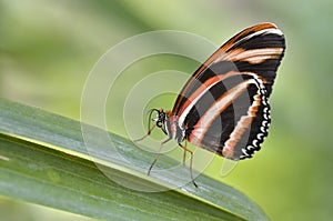 Milkweed Butterfly on leaf