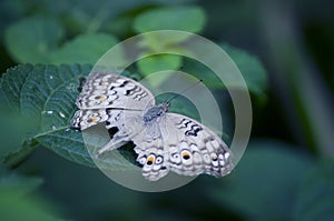Milkweed butterfly (Tirumala limniace, Danaidae) feeding