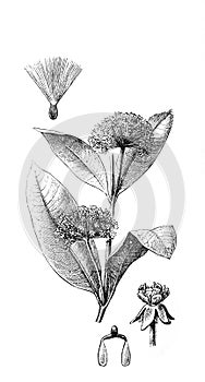 Milkweed butterfly weed. Asclepias syriaca silkweed, silky swallow-wort,Virginia silkweed. A flower has bright Ã¢â¬â orange or pink photo