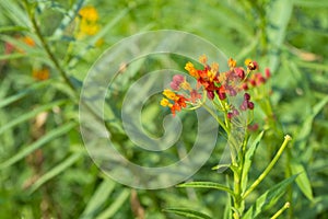 Milkweed or Butterfly Weed in garden