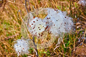 Milkweed cotton seed pods bursting open in late fall in detail