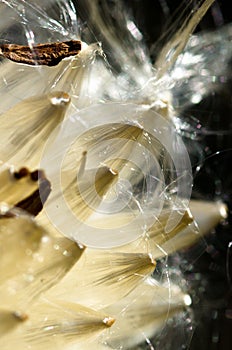 Milkweed Fibers Breaking Free of the Pod