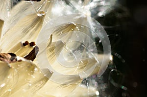 Milkweed Fibers Breaking Free of the Pod