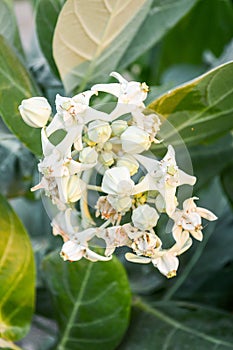 Milkweed flower