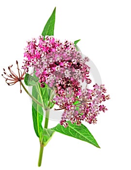 Milkweed flower