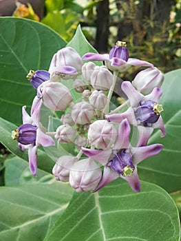 Milkweed flower