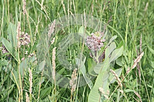 Milkweed flower Asclepias syriaca