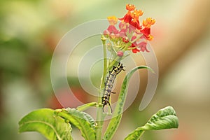 Milkweed flowers and caterpillar