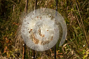 Milkweed Fluff, Asclepias, Southern Ontario