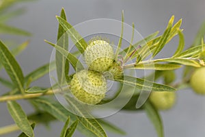The milkweed Gomphocarpus fruticosus photo