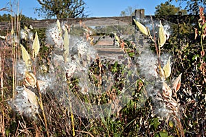 Milkweed Gone to Seed