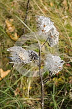 Milkweed Gone to Seed