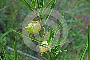 MILKWEED WITH HAIRY BALLOON SEED HUSK