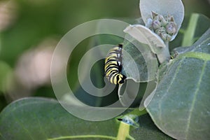 Milkweed with a Monarch Caterpillar and a Chewed Leaf