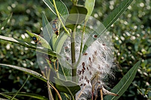 Milkweed plant, Asclepias 'Tuberosa'