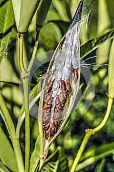 Milkweed plant, Asclepias 'Tuberosa' seed pod