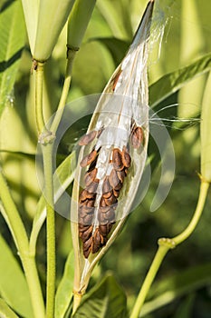 Milkweed plant, Asclepias 'Tuberosa' seed pod photo