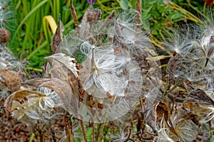 Milkweed plant bursting with seeds