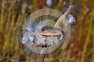 Milkweed plant dried seed pods blowing in wind