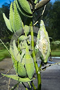 Milkweed plant in its blooming season.