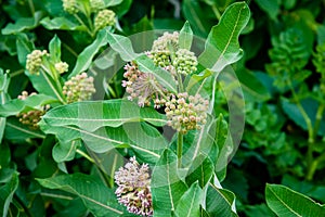 Milkweed plant in the meadow