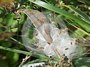 Milkweed Plant Seed Pod Bursting with Seeds