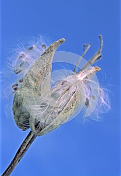 Milkweed Pod Bursting