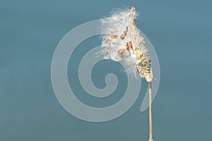 Milkweed pod full of seeds and silk