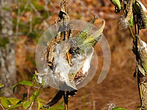 Milkweed pod seeds open to the wind in the ADKs