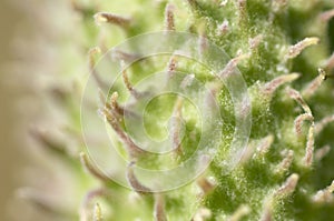 Milkweed pod in the spring sun
